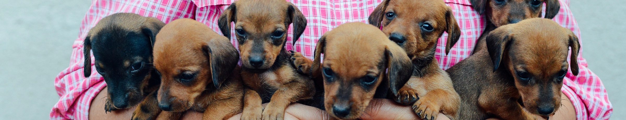Image Gallery tec-nut.com for Jenny's Dog Breeders - Company Website, Free website template, Website Builder, No Coding Website, Pedigree breeding, Free Website, Purebred dogs, Simple Website, Dog breeding programs, New Company, Puppies for sale, easy website